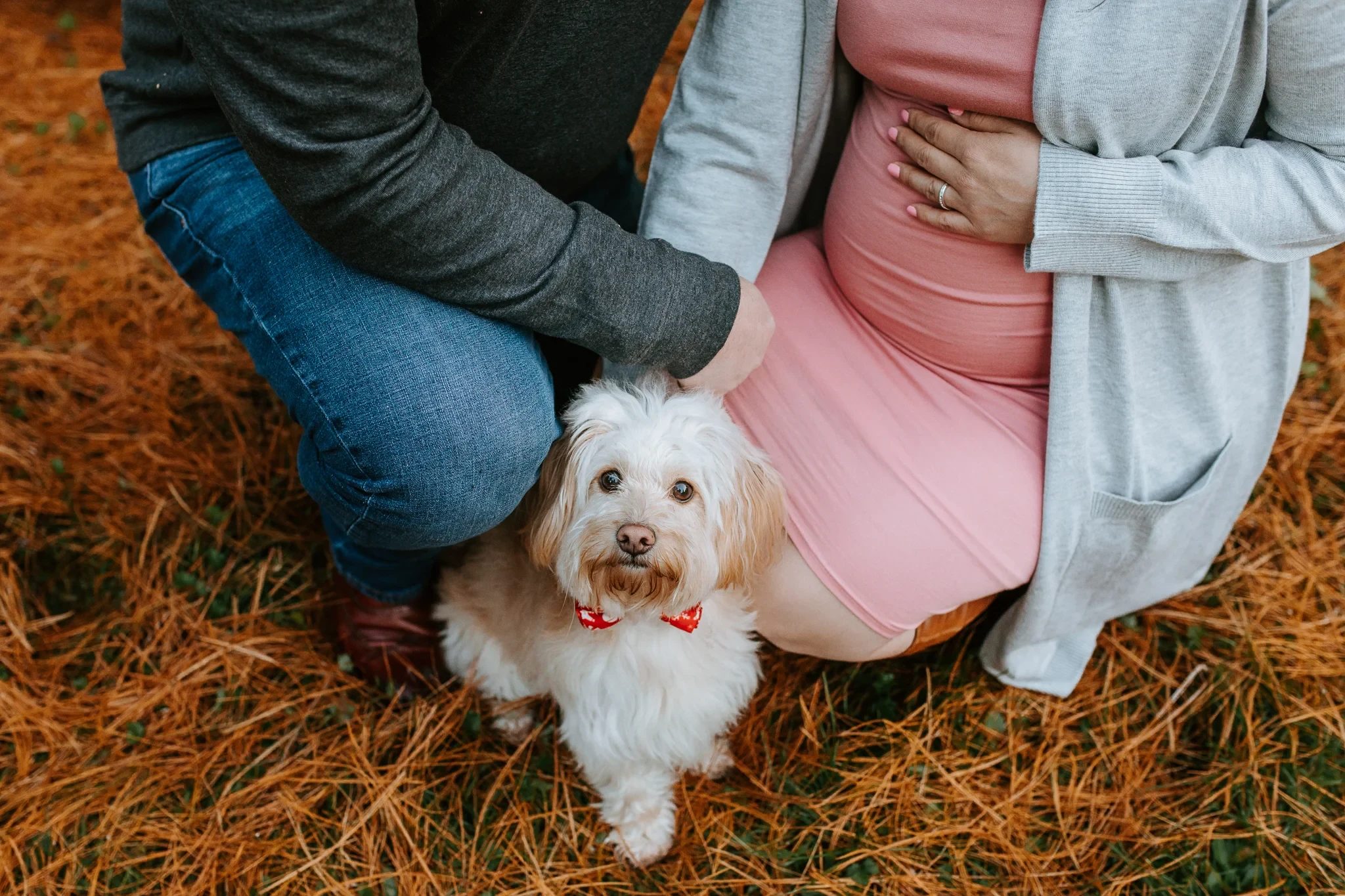 Small white dog sits between two adults on a carpet of orange pine needles