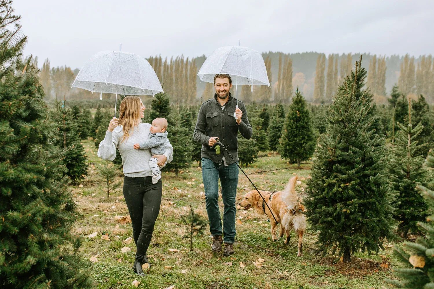 Family walks beneath clear umbrellas at a Christmas tree farm